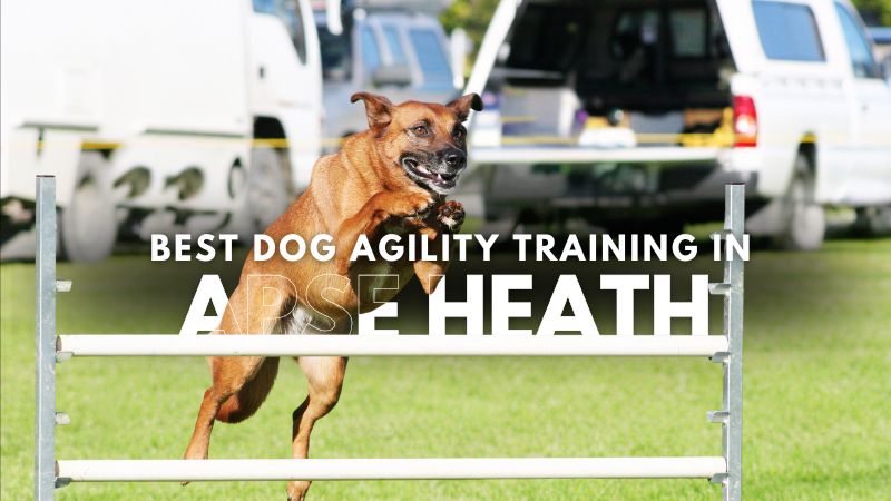 Best Dog Agility Training in Apse Heath