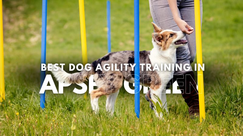 Best Dog Agility Training in Apsey Green