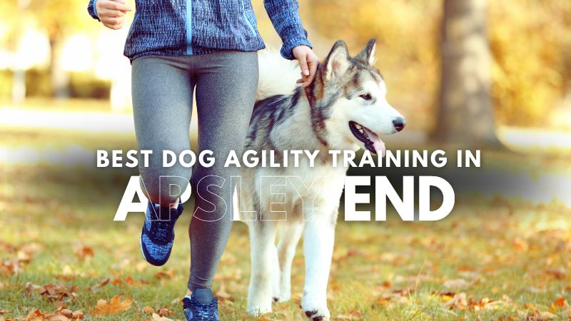 Best Dog Agility Training in Apsley End
