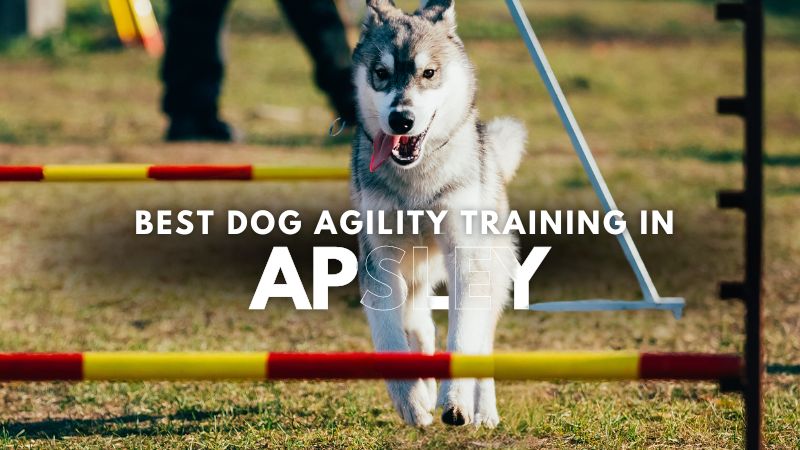 Best Dog Agility Training in Apsley