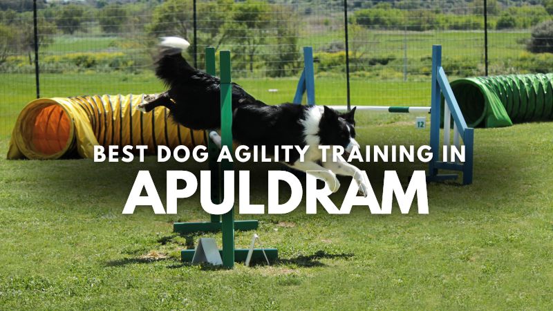 Best Dog Agility Training in Apuldram