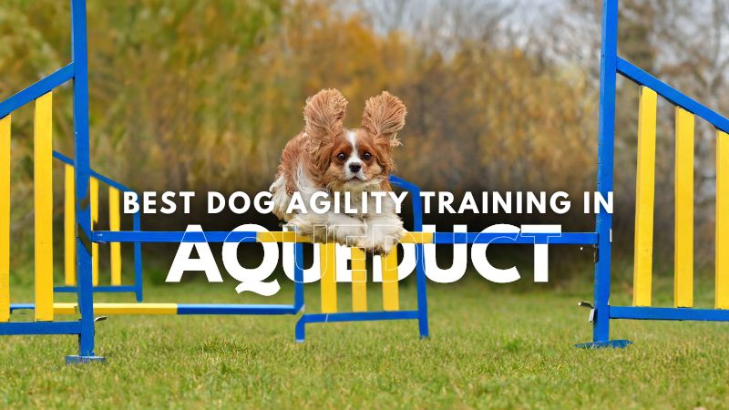 Best Dog Agility Training in Aqueduct