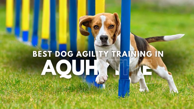 Best Dog Agility Training in Aquhythie