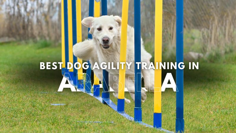 Best Dog Agility Training in Arabella