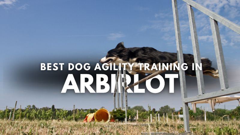 Best Dog Agility Training in Arbirlot
