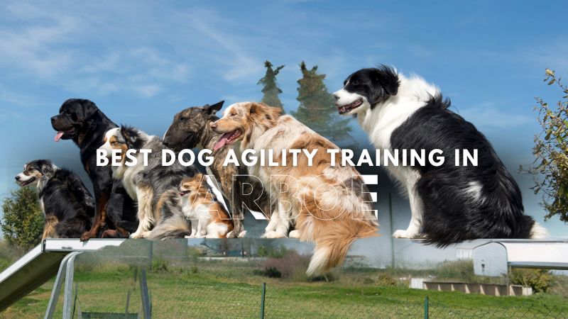 Best Dog Agility Training in Arboe