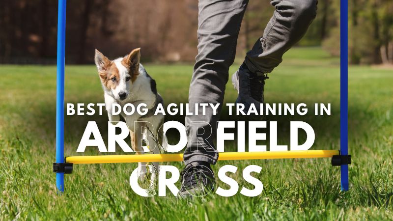 Best Dog Agility Training in Arborfield Cross