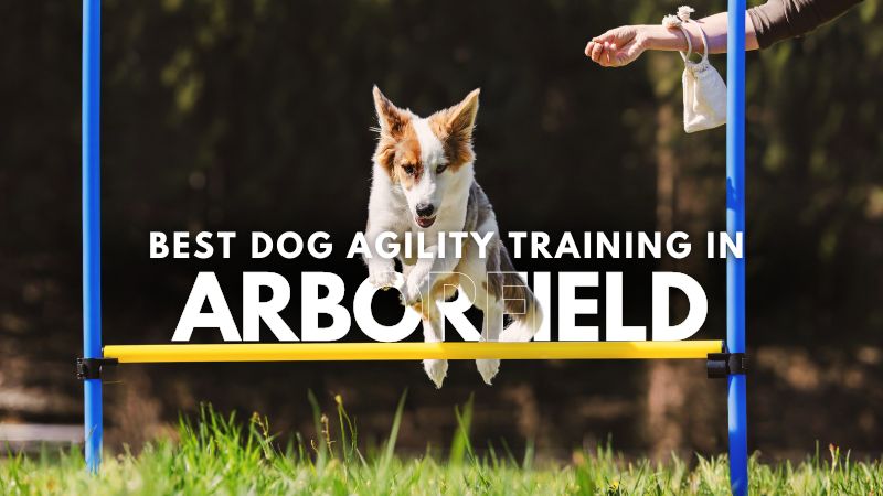 Best Dog Agility Training in Arborfield