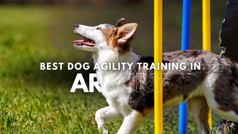 Best Dog Agility Training in Arbury