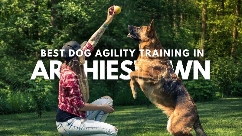 Best Dog Agility Training in Archiestown