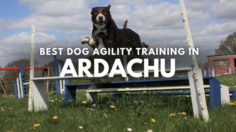 Best Dog Agility Training in Ardachu