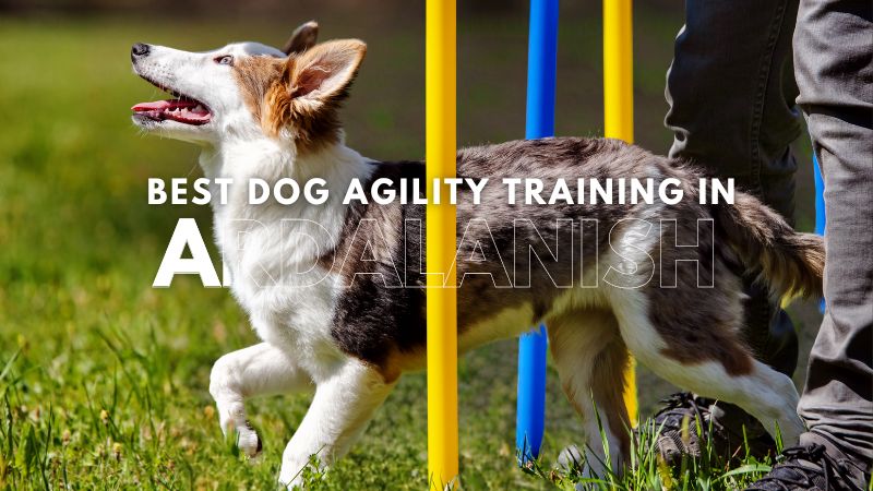 Best Dog Agility Training in Ardalanish