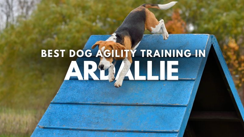 Best Dog Agility Training in Ardallie