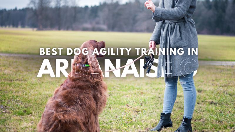 Best Dog Agility Training in Ardanaiseig