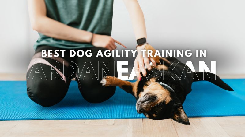 Best Dog Agility Training in Ardaneaskan