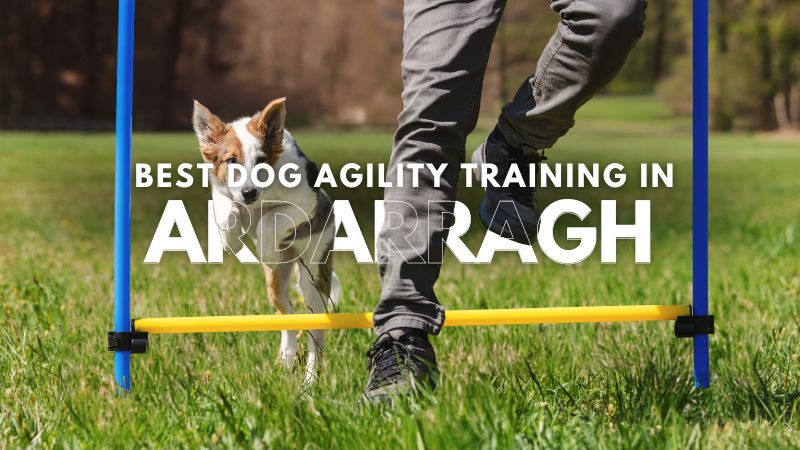 Best Dog Agility Training in Ardarragh
