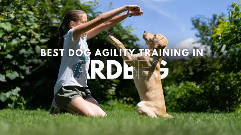 Best Dog Agility Training in Ardbeg