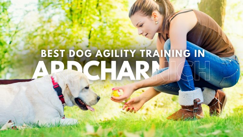 Best Dog Agility Training in Ardcharnich