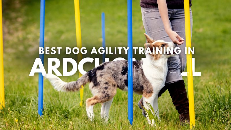 Best Dog Agility Training in Ardchonnell