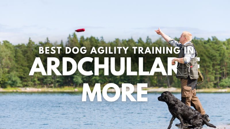 Best Dog Agility Training in Ardchullarie More
