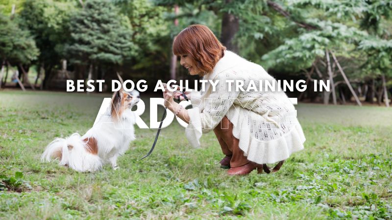 Best Dog Agility Training in Ardchyle