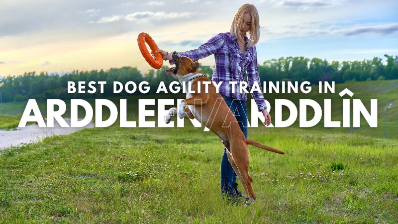 Best Dog Agility Training in Arddleen_Arddlîn
