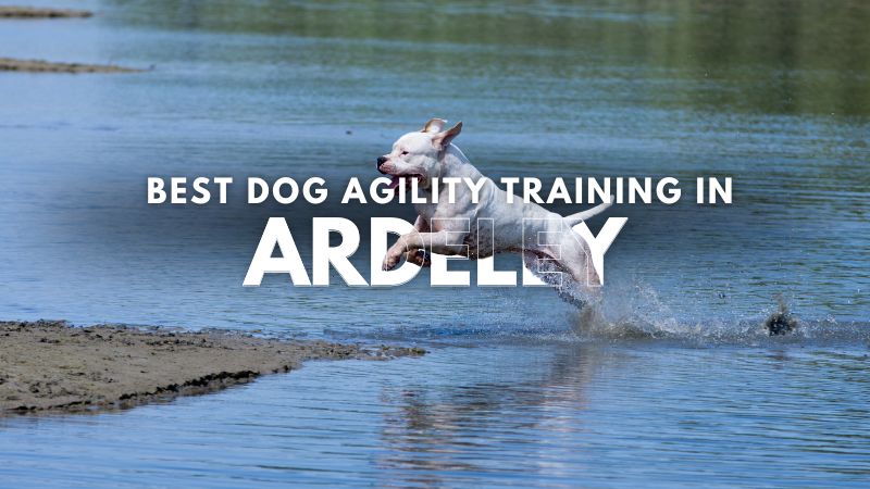 Best Dog Agility Training in Ardeley