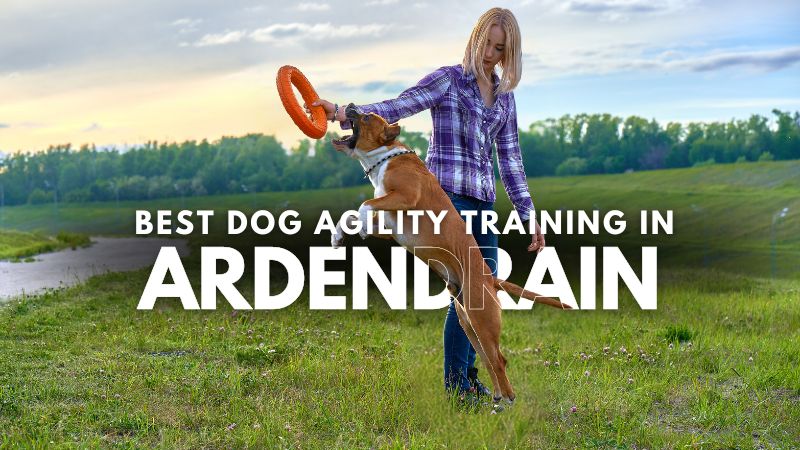 Best Dog Agility Training in Ardendrain