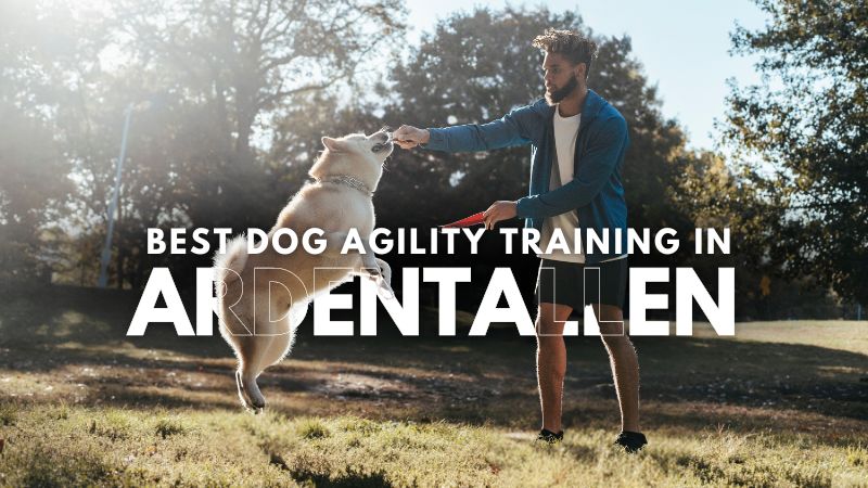 Best Dog Agility Training in Ardentallen