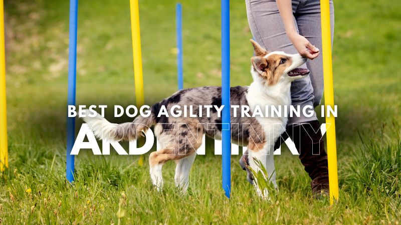 Best Dog Agility Training in Ardentinny