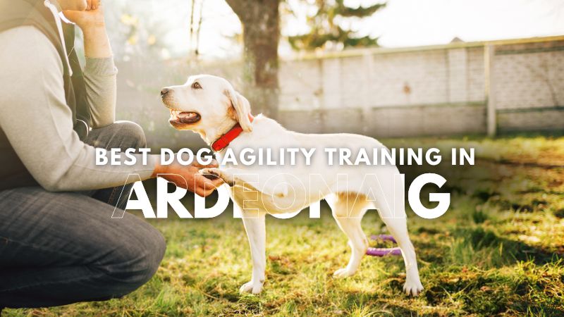 Best Dog Agility Training in Ardeonaig