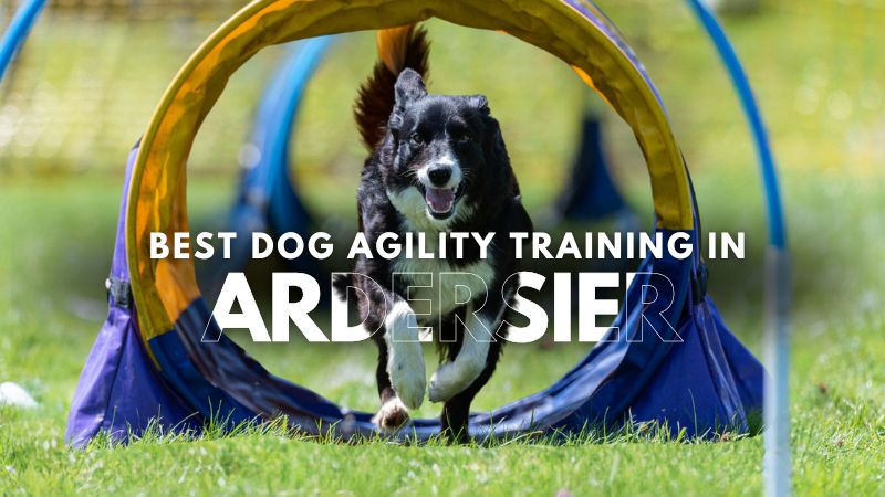 Best Dog Agility Training in Ardersier