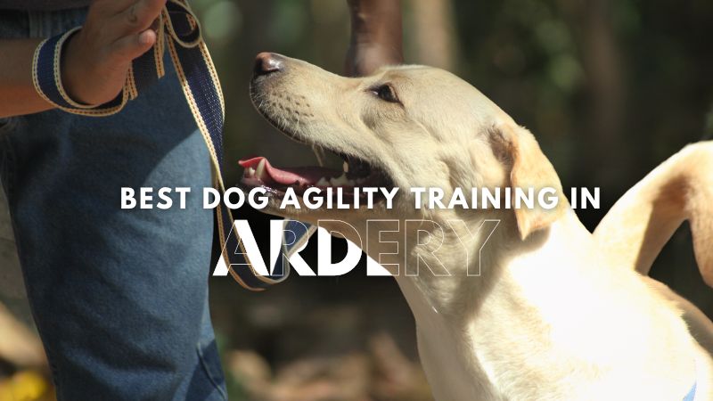 Best Dog Agility Training in Ardery