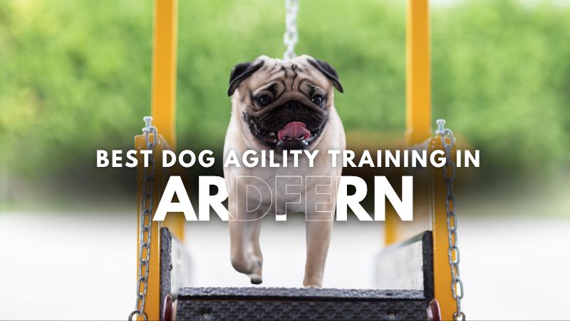 Best Dog Agility Training in Ardfern