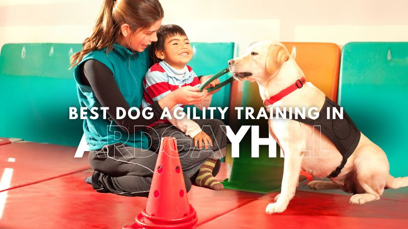Best Dog Agility Training in Ardgayhill