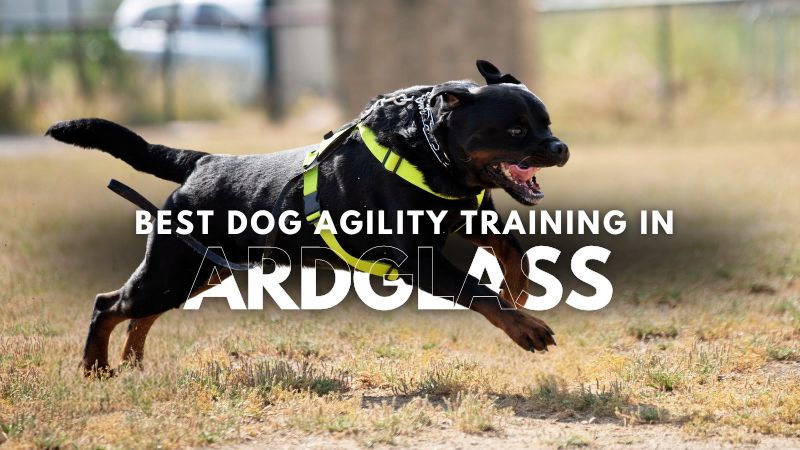 Best Dog Agility Training in Ardglass