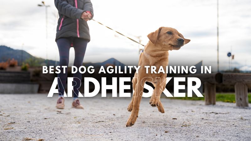 Best Dog Agility Training in Ardheisker