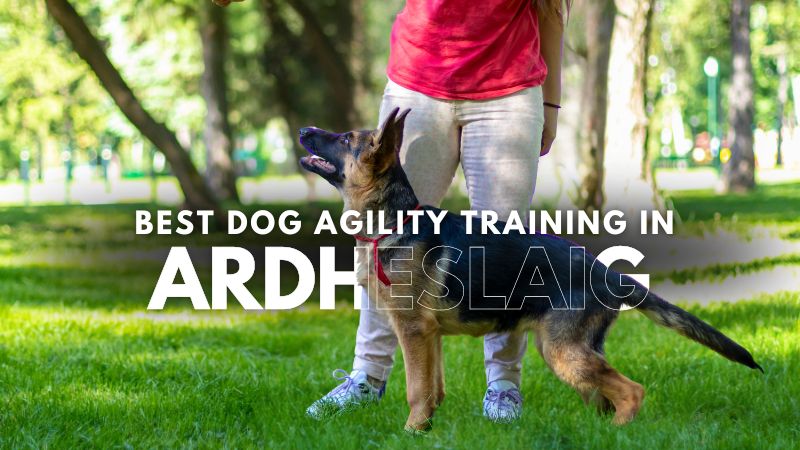 Best Dog Agility Training in Ardheslaig