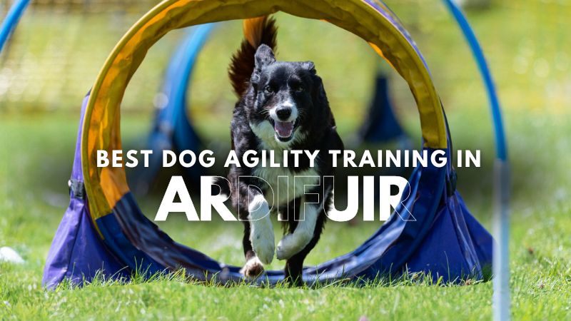 Best Dog Agility Training in Ardifuir