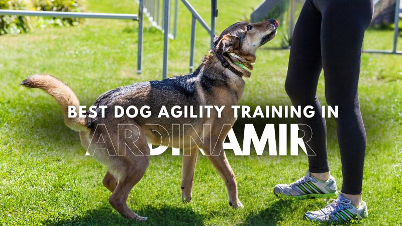 Best Dog Agility Training in Ardinamir