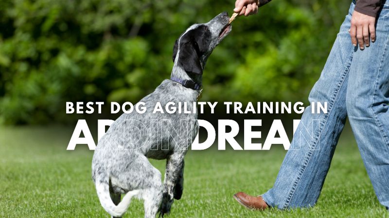 Best Dog Agility Training in Ardindrean