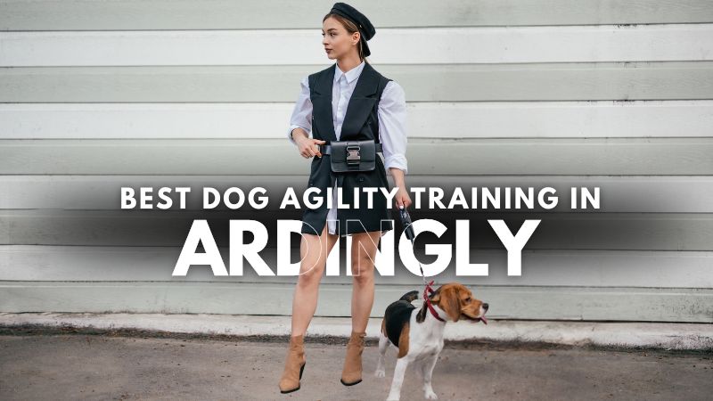 Best Dog Agility Training in Ardingly