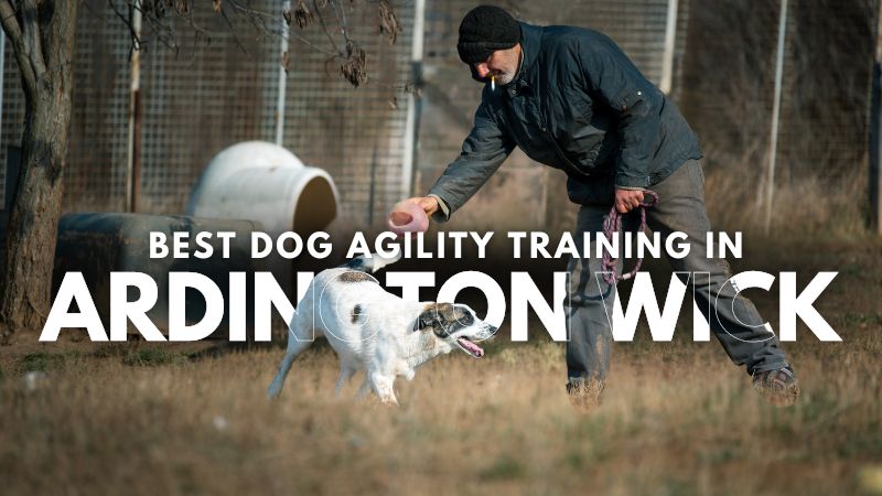 Best Dog Agility Training in Ardington Wick