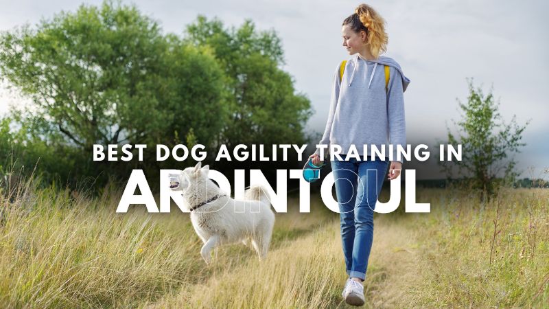 Best Dog Agility Training in Ardintoul