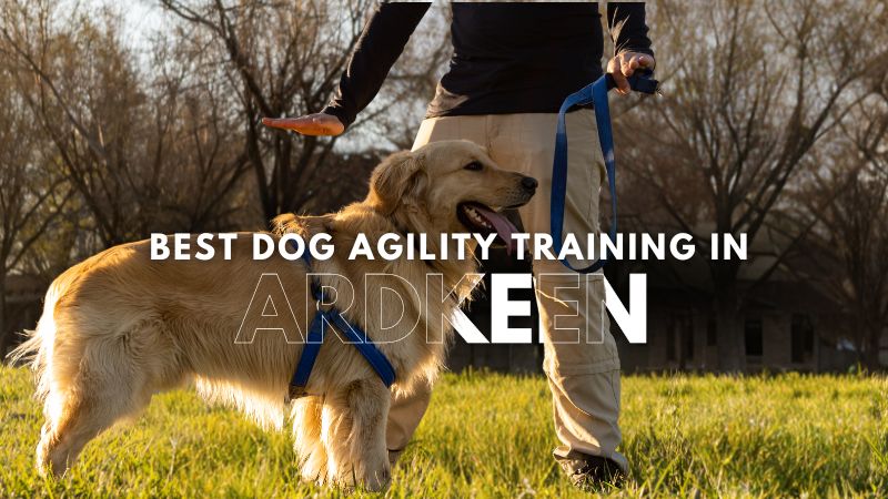 Best Dog Agility Training in Ardkeen