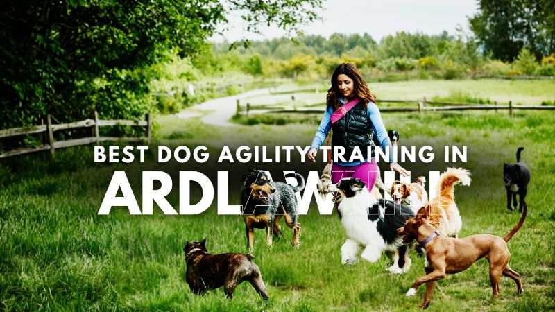 Best Dog Agility Training in Ardlawhill