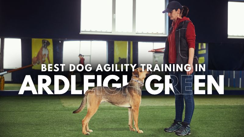 Best Dog Agility Training in Ardleigh Green