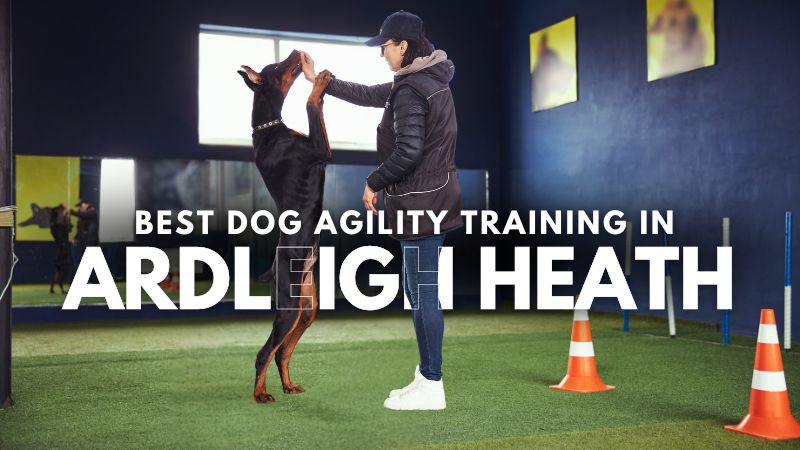 Best Dog Agility Training in Ardleigh Heath