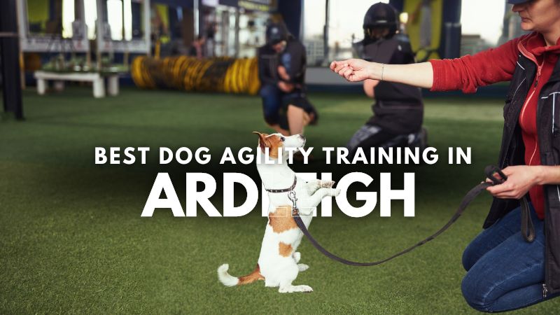 Best Dog Agility Training in Ardleigh