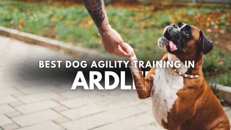 Best Dog Agility Training in Ardler